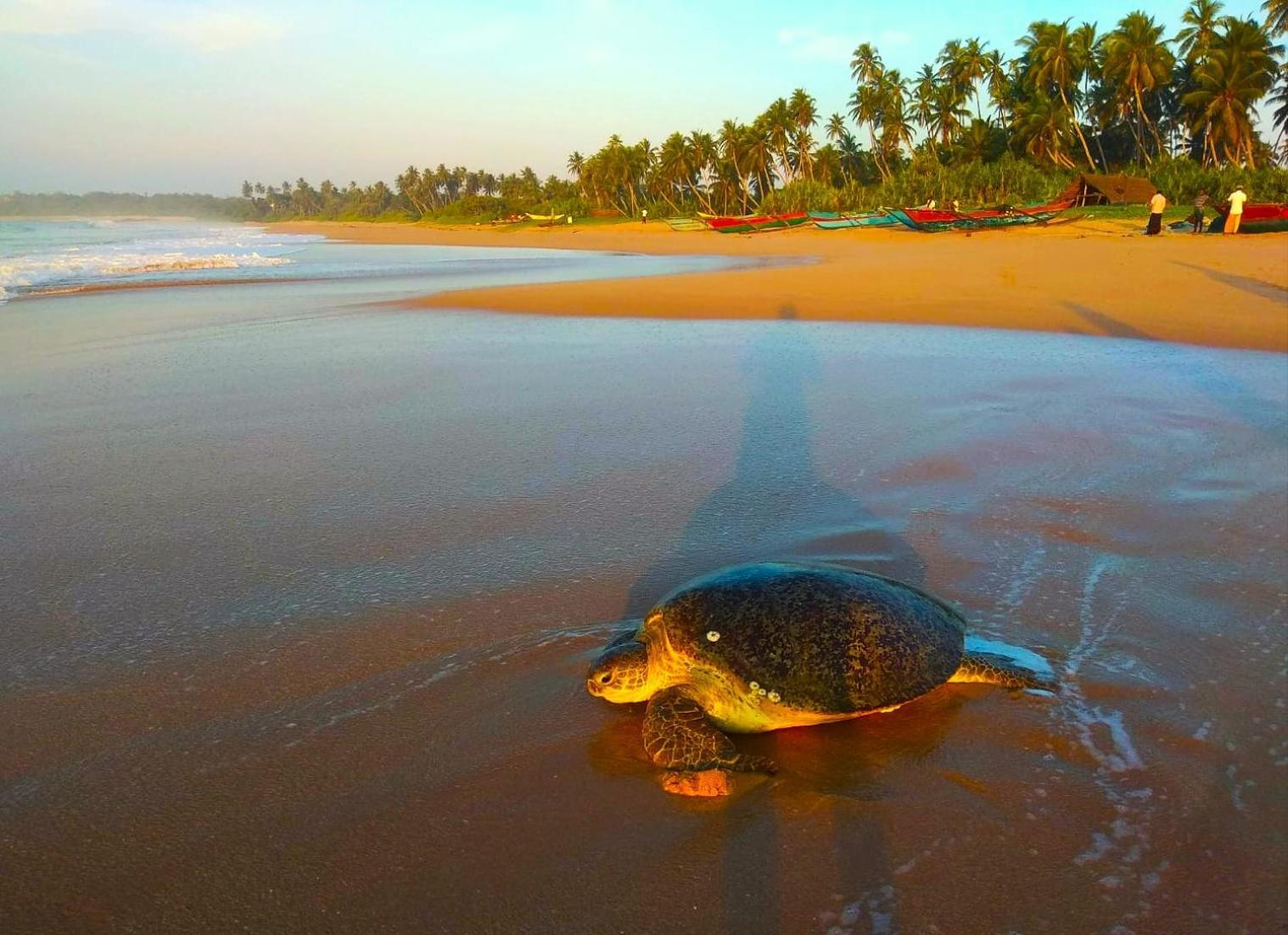 Sleeping Elephant Beach Resort Tangalle Exterior foto